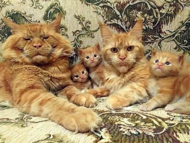 Забавные фото котеек