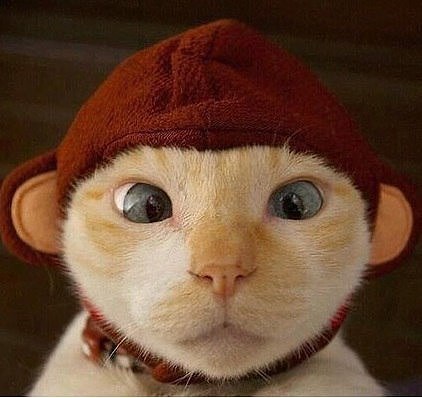 Эти забавные животные