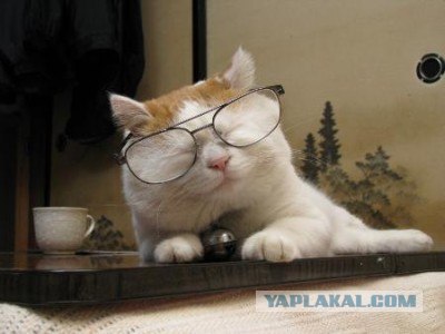 Котэ всё равно