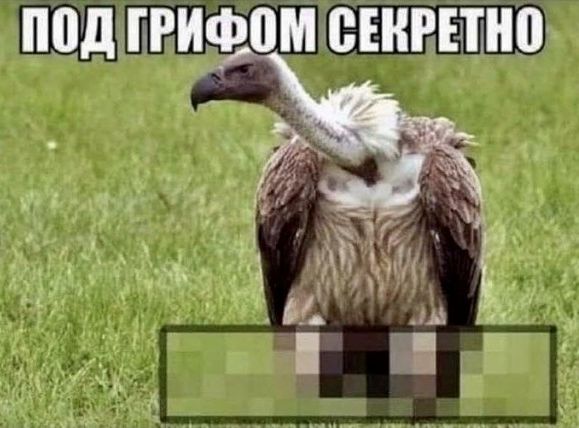 Весёлый полтишок 19.11.2021