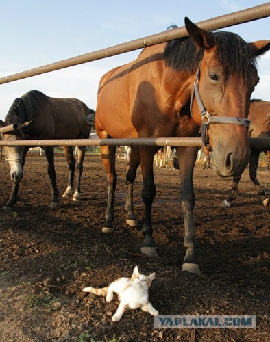 Котовторник  19.03.2013