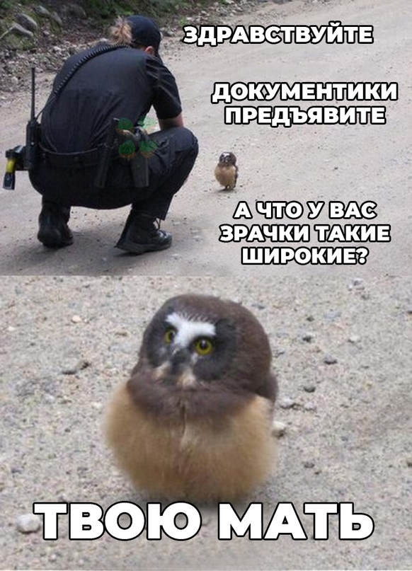Весёлый полтишок 12.07 23