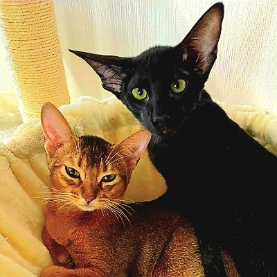 С Котовторником!