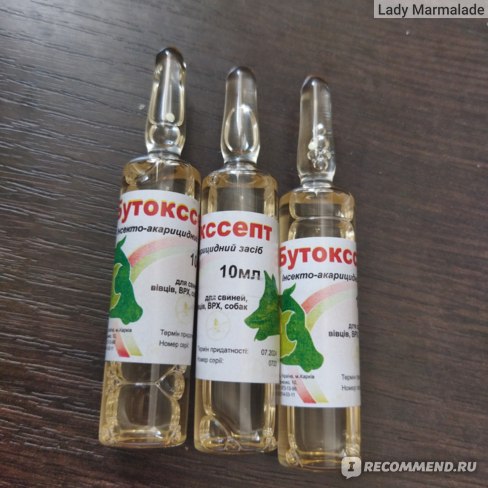 Блохи в доме. Способы решения?