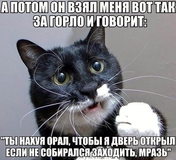 Девушка попросила в Хвиттере остальных скинуть любимые мемы с котами