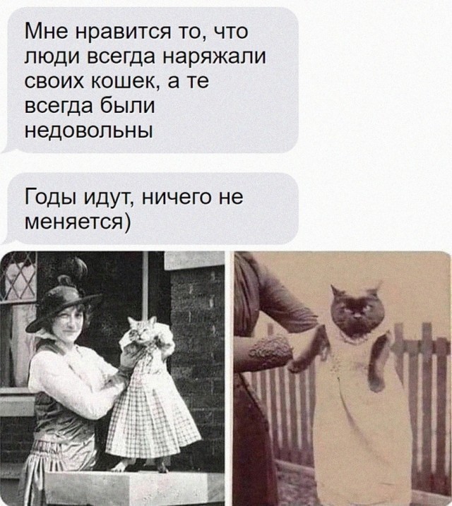 К котовторнику: подборка картинок-баянов с котиками и про котиков. Выпуск 13
