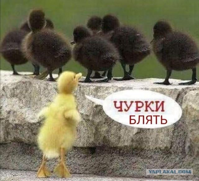 Каждого на кол, только за ребёнка!
