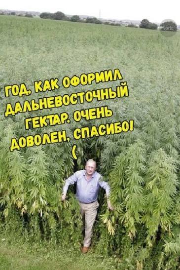 Москвичи продали две квартиры, чтобы открыть каннабис-ферму в Таиланде