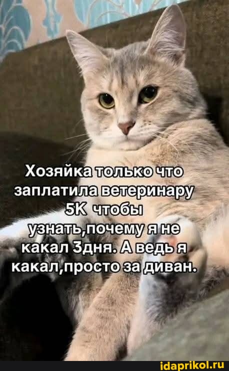 Жительница Таиланда заметила, что её котёнок раздулся как шар, и сразу повезла его к ветеринару