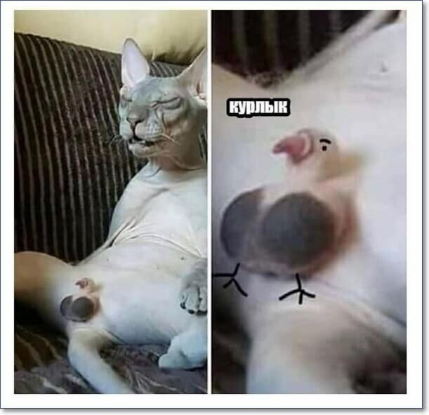 Канадец2