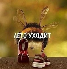 Попрощаемся с уходящим летом?)