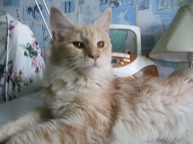 Котовторник  10.12.2013