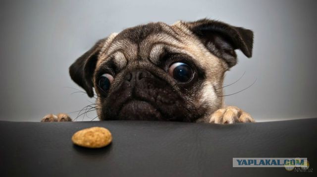 Весёлые картинки. Разбавим будни