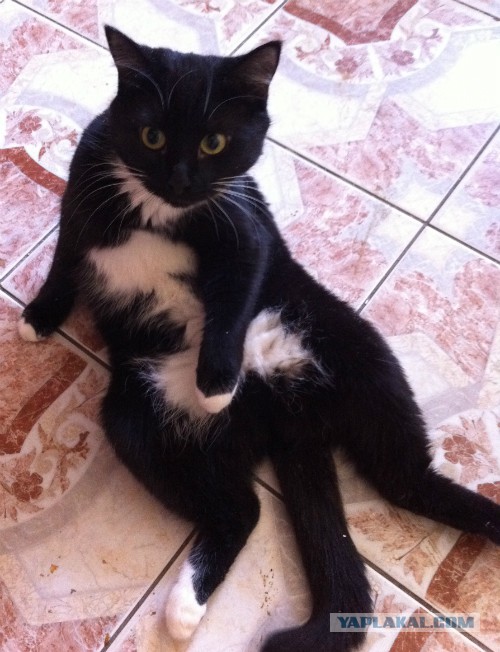 Котовторник  25.03.2014