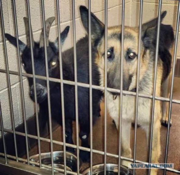 Веселые картинки