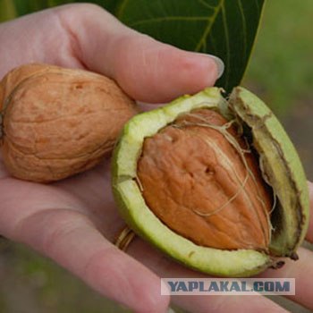 Красивый загар