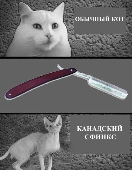 Разница в котах