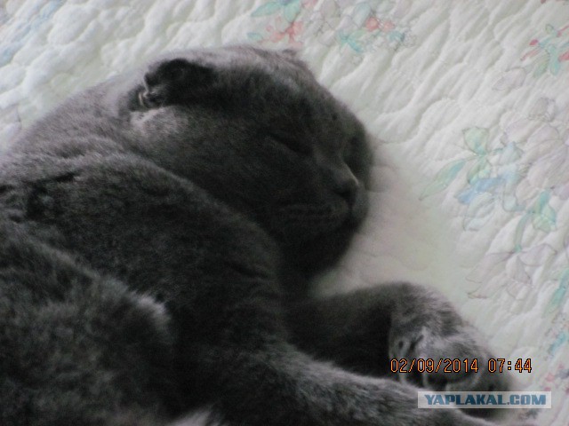 Котовторник 02.09.2014