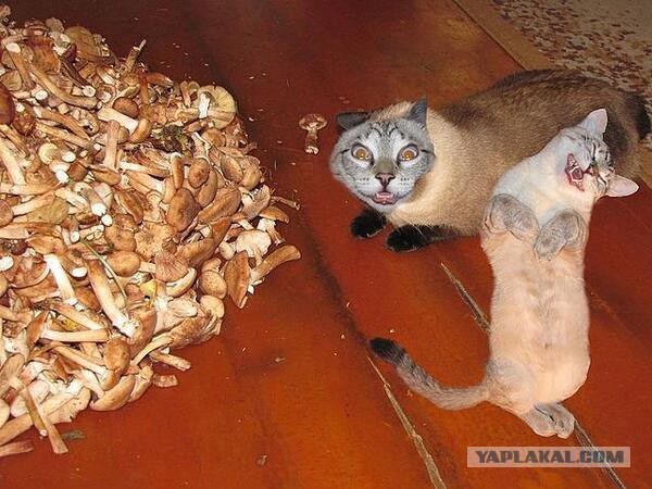 На злобу дня