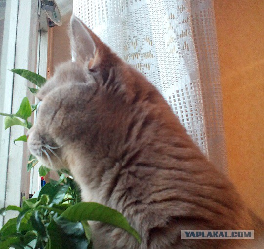 Котовторник 30.09.2014