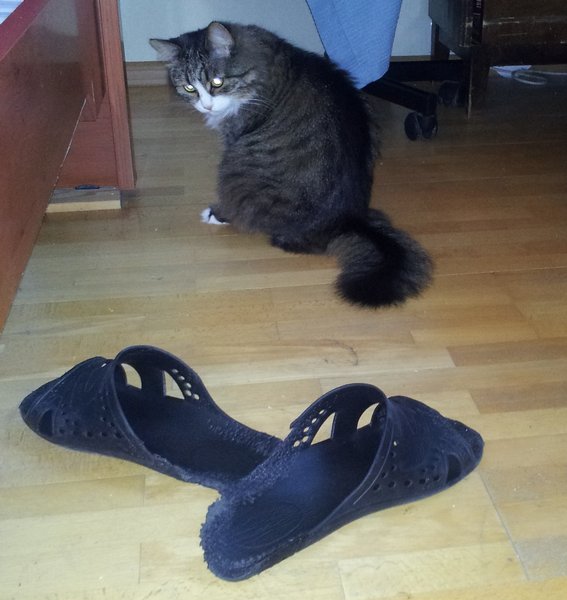 Даешь каждому коту по ботинку!
