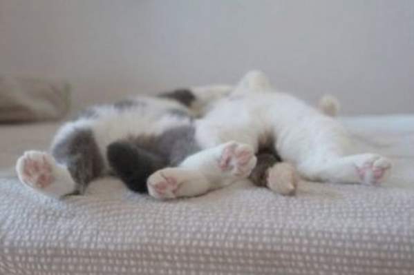 Котовторник 11.08.2015