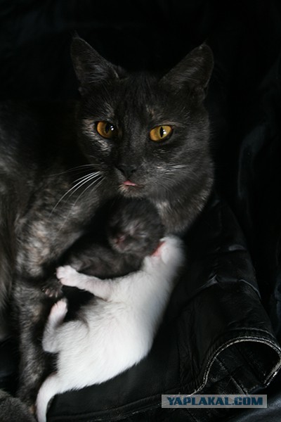 Котики