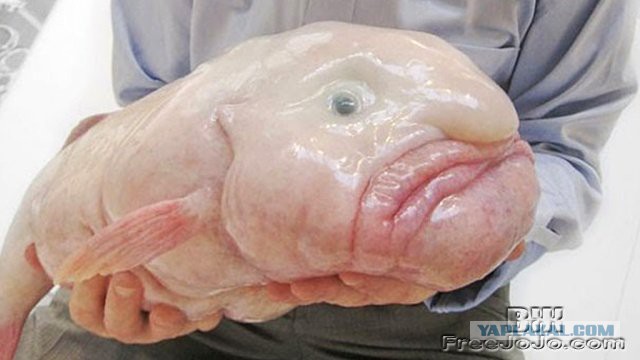 У меня грустные новости для соЯПовца. Слава Новиков тут есть?