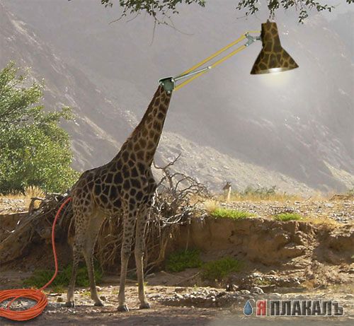 Фотожабные звери и насекомые