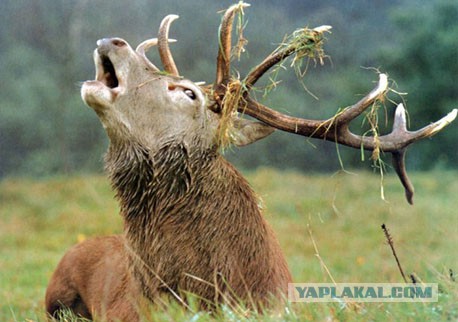 Жена изменила мужу и попросила помочь вынести чемоданы