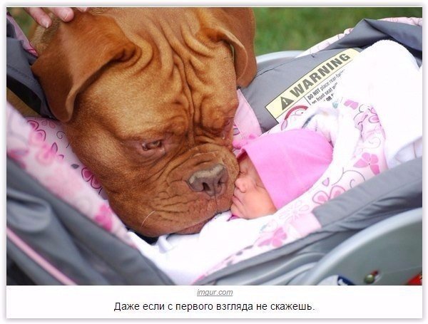 Прикольные животные