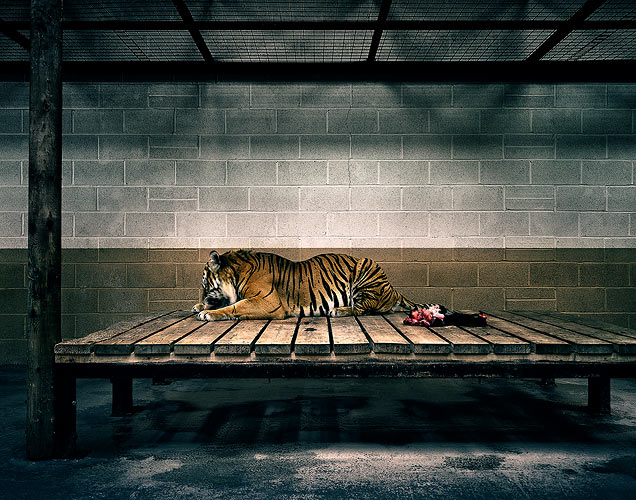 Жизнь зоопарка, грустно (14 фото)
