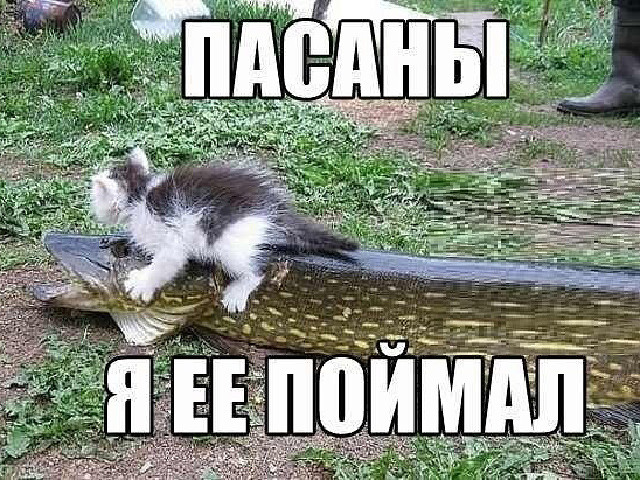 Настоящий охотничий кот