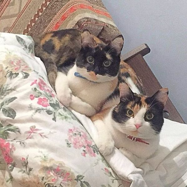 Коты и Кошки