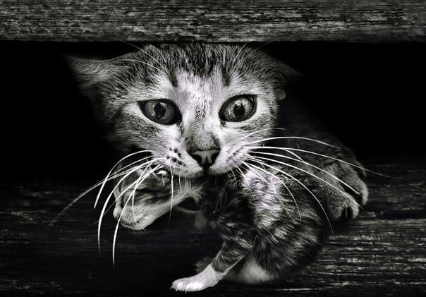 Коты и Кошки