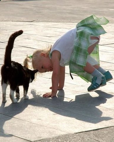 Коты и Кошки