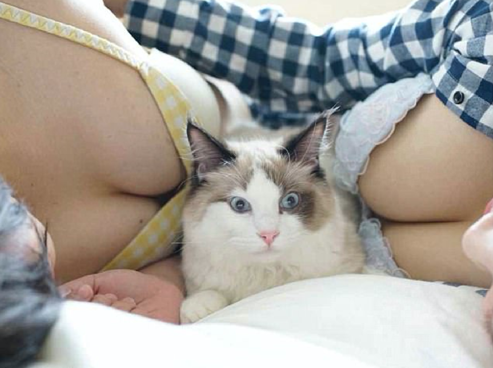 По мнению фотографа, просмотр изображений с котиками и женской грудью носит...