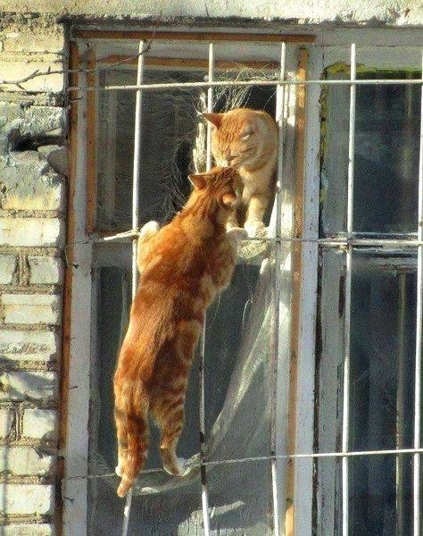 Коты и Кошки