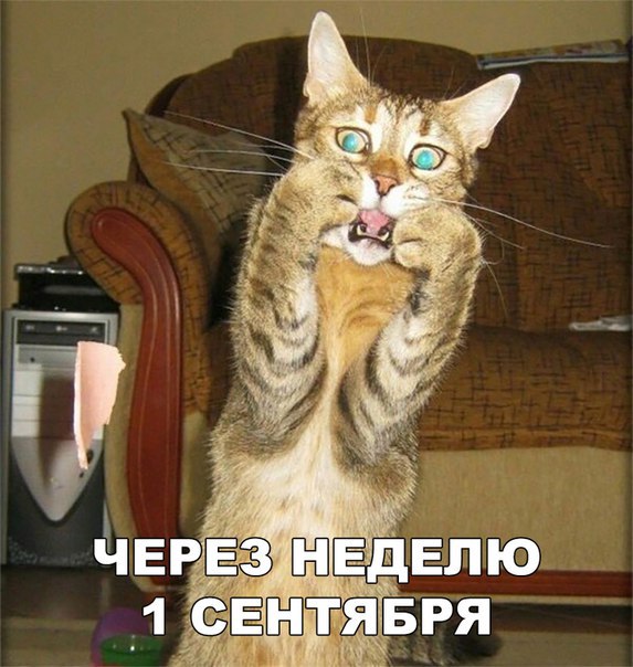 100 картинок для поднятия настроения!