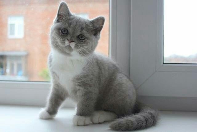 Коты и Кошки