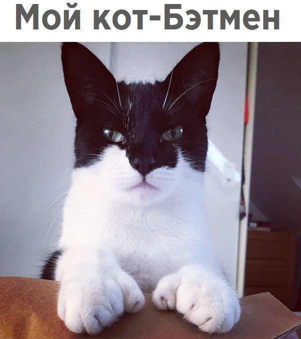 Коты и Кошки