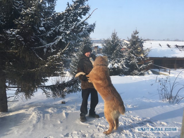 Алабай
