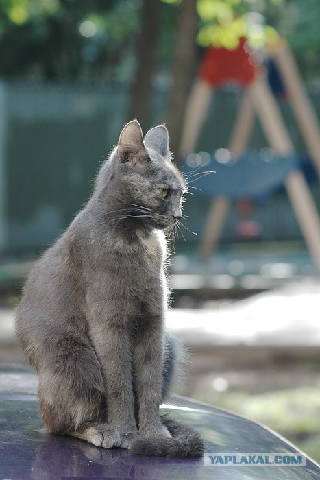 Котовторник (16.09.08)