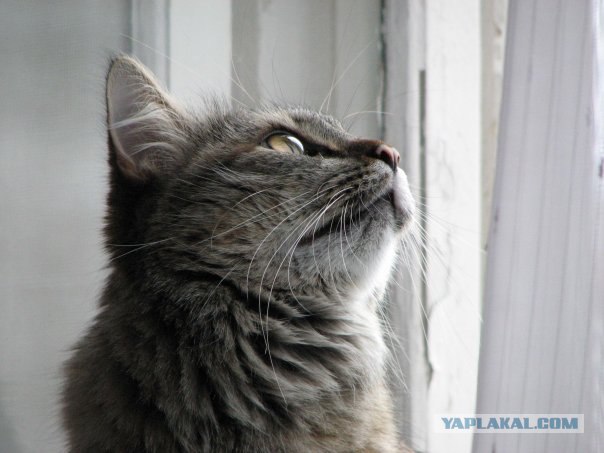 Котовторник на ЯПлакалъ