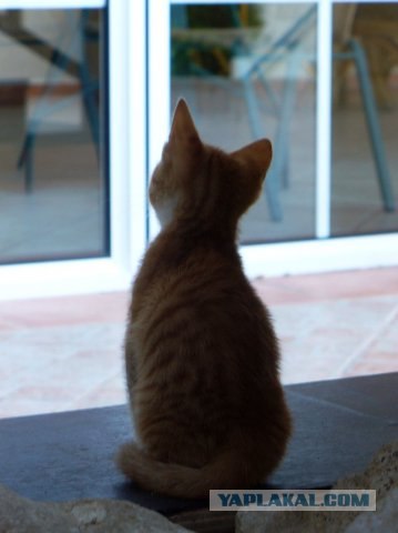 Котовторник на ЯПлакалъ: Кото и кто-то!
