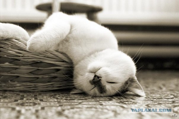 Котовторник (20.01)