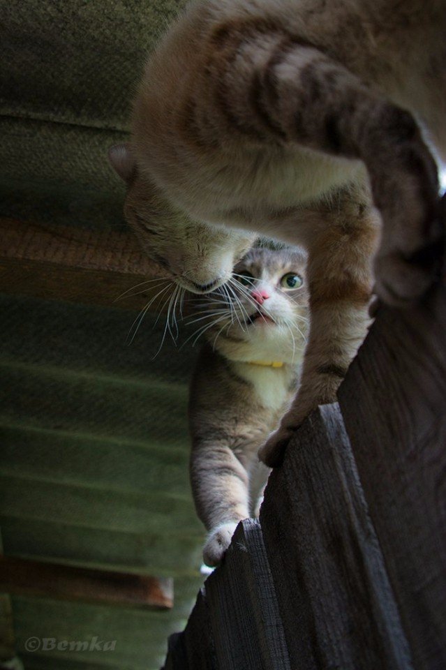 Немного милоты