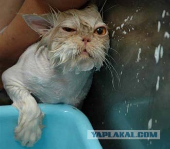 Процесс высыхания кота