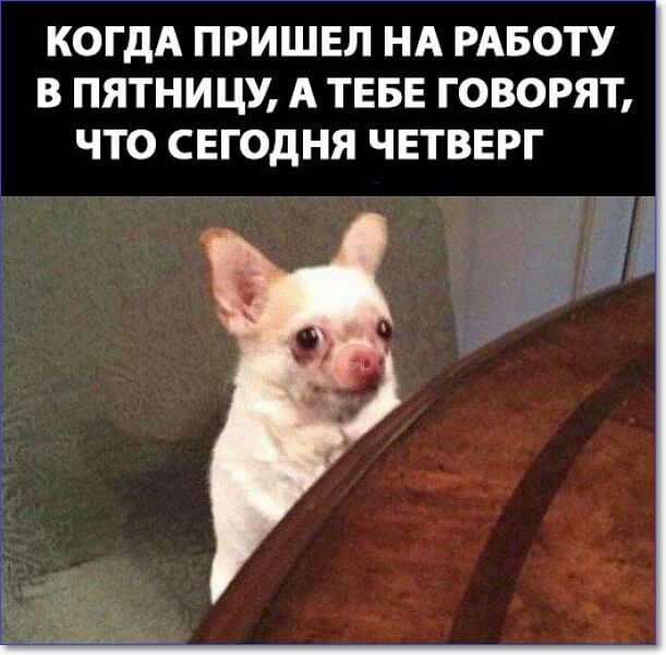 Пятница наступает! Пора начинать деградировать