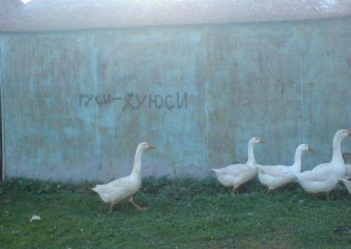 Милые животные. Мимиметр сломался